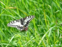 swallowtail butterfly on grass close-up on a blurred background