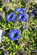 blooming purple gentian