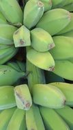 cluster of green tropical bananas