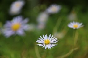 blurred daisy flower on a meadow