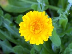 calendula, yellow flower