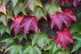 red vine autumn