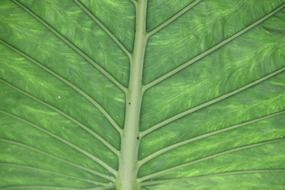 Structure of green leaf