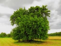 tree on the field in Germany on a cloudy day