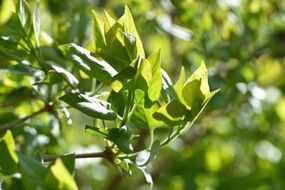 green tree aesthetic sunny leaves