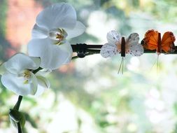 Orchid and two butterflies