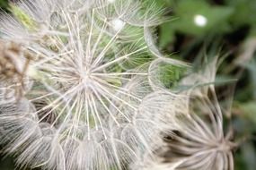 dandelion fluff on the background of green plants