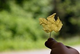 hand leaf