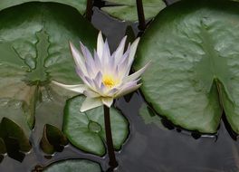 splendiferous water lily