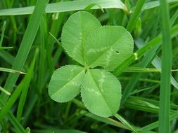 four leaf clover among green grass