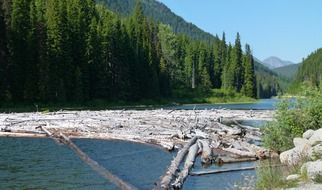 splendiferous logs river