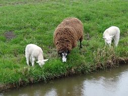 grazing lambs in Netherlands