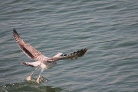 Picture of the seagull bird and sea