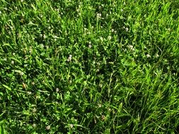 meadow klee grass