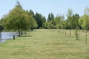 park with straight rows of trees