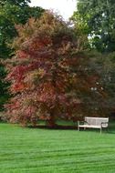 bench in trees autumn park red leaves
