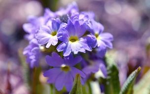 blue primrose plant macro photo