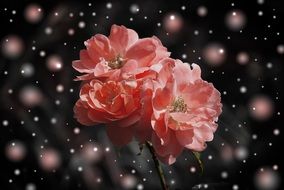 roses on a fantasy card