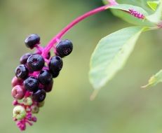 american pokeweed on a blurred background