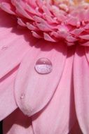 large drop of water on a pink flower close-up