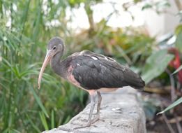 exotic scarlet ibis in wildlife