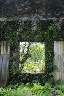 old wall covered by vines plant