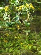 yellow caltha palustris in water