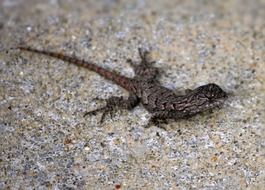 Picture of eastern fence lizard