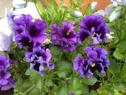 violet pansy flowers in spring