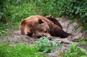brown bear sleeping in eco-park