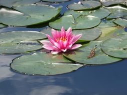 water lily in bloom