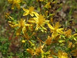 enchanting hypericum perforatum