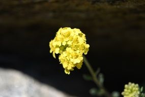 yellow flower macro view