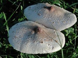 gray mushrooms in a green meadow in autumn