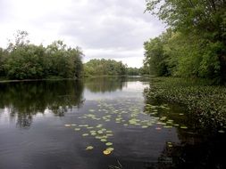 water lilies on calm water