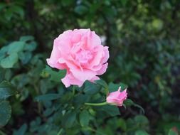 splendiferous rose
