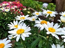 A bush of white daisies in the garden