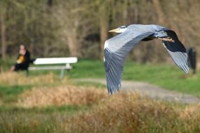 Heron in flight