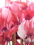 view from below on pink cyclamens