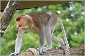 proboscis monkey climbing safari