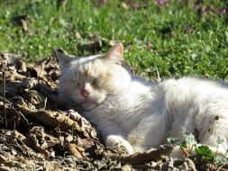 sleeping cat on fall foliage