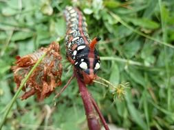 Caterpillar on the branch in nature