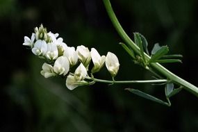 wild flower forest nature plant