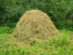 stack of green hay closeup