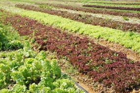 lettuce plants agriculture