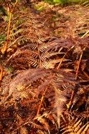dry fern leaves in the forest