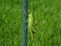 green grasshopper on a stalk