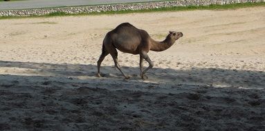 camel dromedary one hump walking