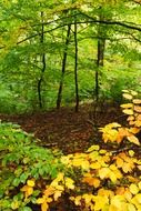 landscape of Green forest in the autumn