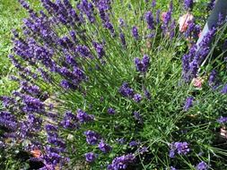 purple lavender, blooming plant